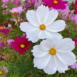 正果云吞、虾堆、粽子、腊味饭、濑粉、蛋散、咸水角、糍粑…