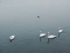 -烟墩角天鹅湖