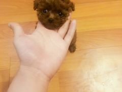 -惠康宠物医院(华能路店)