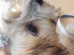 -瑞鹏宠物医院·超声·骨科·奇麟分院(蜀都万达店)