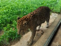 -大连森林动物园