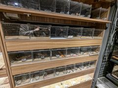 -酷以爬仙阁实体爬宠店·守宫·蜥蜴·专业繁育