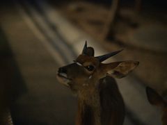 -清迈夜间动物园