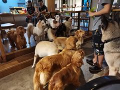 -萌喵咖啡屋(人民东路4号口M16商铺店)