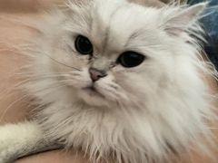 -北京观赏动物医院·24小时大型综合·猫专科·异宠专科