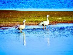 -青海湖国家重点风景名胜区