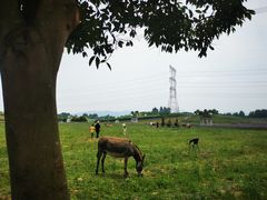 -紫颐香薰山谷景区