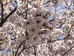 -高东镇樱花园
