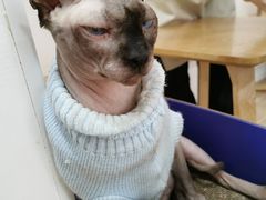 -李小姐の猫咖啡馆(五角场店)