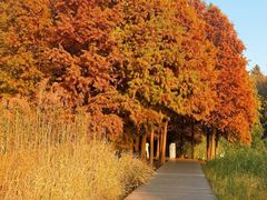 -溱湖国家湿地公园