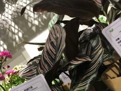 -鹿岛会员店 (龙湖三千集天街店)