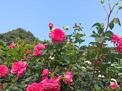 -人民公园(罗湖区)