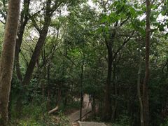 -上海佘山国家森林公园天马山园