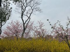 -自然谷恐龙园