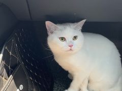 -伟伟宠物医院·CT影像中心·瑞派犬猫综合性门诊(汉口总院)