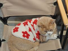 -伟伟宠物医院·CT影像中心·瑞派犬猫综合性门诊(汉口总院)