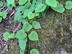 -青峰峡国家森林公园