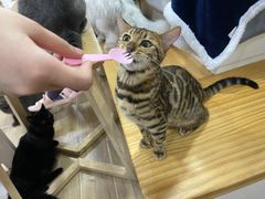 -李小姐の猫咖啡馆(五角场店)