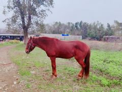 -武汉紫薇都市田园