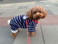 -PETKIT小佩宠物(昭化店)