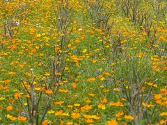 -贵阳市花溪国家城市湿地公园
