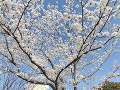 -高东镇樱花园
