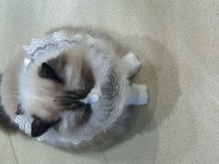 -藏猫猫咖啡主题馆(中央大道店)