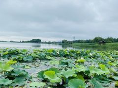 -苏州太湖湖滨国家湿地公园