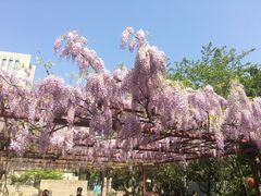-嘉定紫藤园
