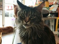 -平行世界·猫咖(首经贸店)
