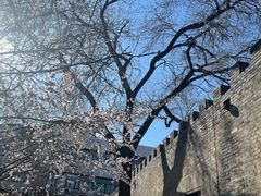 -桃花堤公园