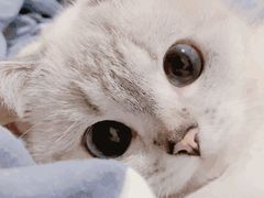 -CoCo都可(合生汇店)