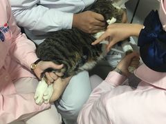 -宠颐生中康贝怡动物医院