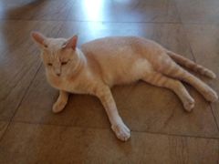 -猫咖时代(中山亭店)
