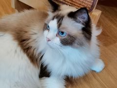 -滚猫咖啡·猫咖·猫友好撸猫(未来城店)