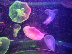 -太平洋海底世界