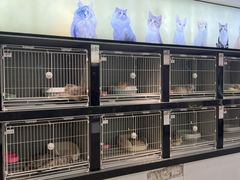 -翊宠yipet猫狗购宠庄园犬舍•猫舍