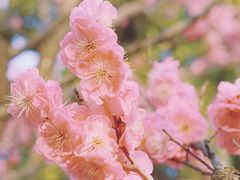 -梅花山(明孝陵内)