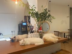 -有猫主题·治愈系猫咖(曾厝垵店)