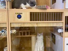 -山宅一喵德文卷毛猫舍