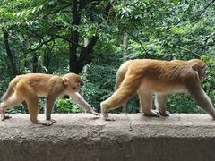 -黔灵山公园