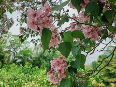 -莲花池公园