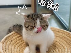 -瞄一喵猫咖(格力海岸店)