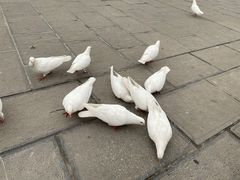 -康百万庄园