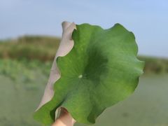 -宁波杭州湾国家湿地公园