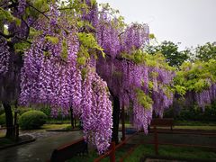 -嘉定紫藤园