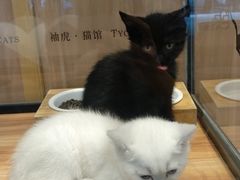 -袖虎·猫馆(体育西路店)