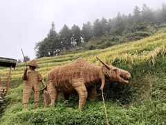 -紫鹊界梯田景区