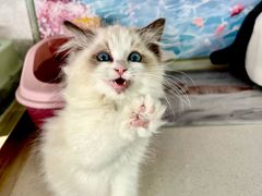 -糯米喵星人总部直营旗舰店·猫舍·幼猫出售
