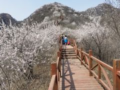 -大岭沟猕猴桃谷风景区